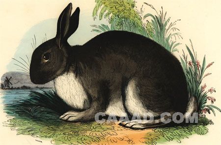 ƷƹһA-00005rabbit